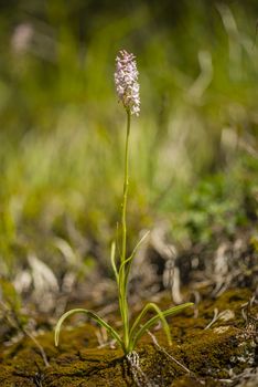 Close up of wild orchid of the Alps mountains