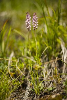 Close up of wild orchid of the Alps mountains
