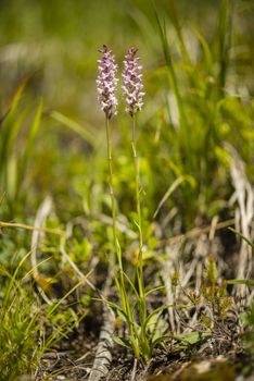 Close up of wild orchid of the Alps mountains