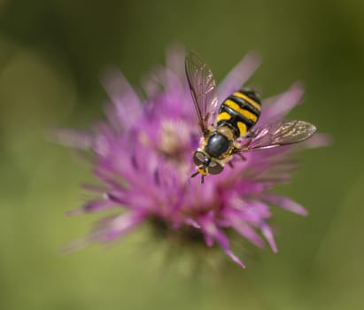 Bee-like fly on pink clover flower