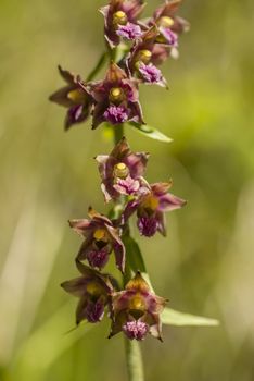 Close up of wild orchid of the Alps mountains