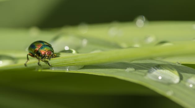 Jewel coleopteron insect bug on blades of grass with dew drops.