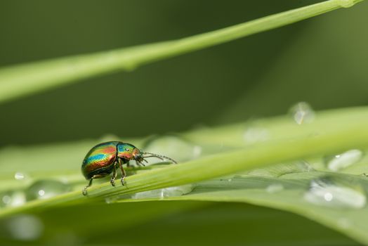 Jewel coleopteron insect bug on blades of grass with dew drops.