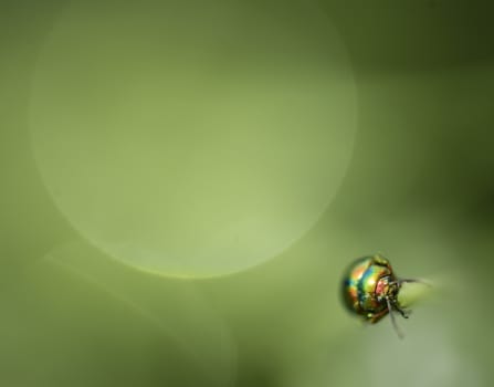 Jewel coleopteron insect bug on blades of grass with dew drops.