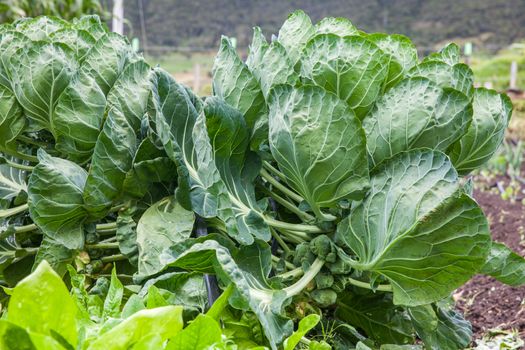 Brussels sprouts plant (Brassica oleracea) at cultivation field