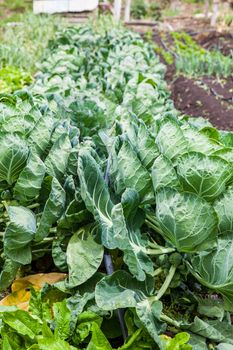 Brussels sprouts plant (Brassica oleracea) at cultivation field