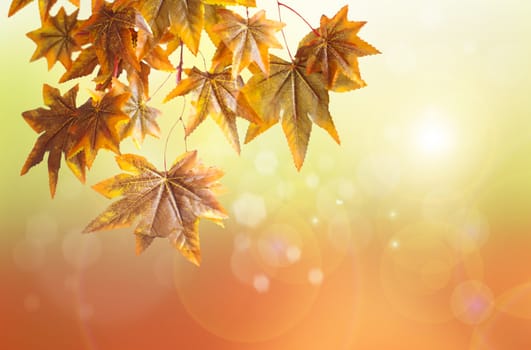 Autumn leaves hanging from a branch with sunshine background