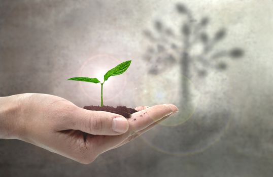 Large tree shadowing a small plant seedling in a hand