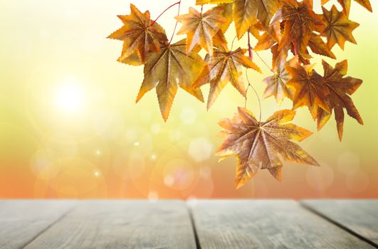 Autumn leaves hanging from a branch over a wooden table