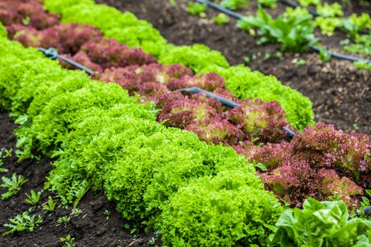 Romaine lettuce (Lactuca sativa) at cultivation field