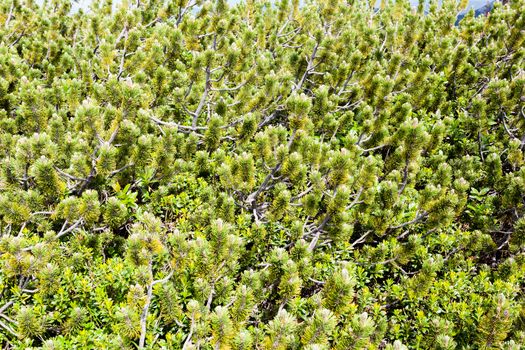 Nature background, close up of mugo pines needles