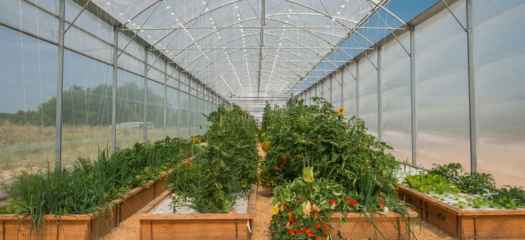 Vegetables Plants Growing In A Greenhouse Witch Made From Metal Profile