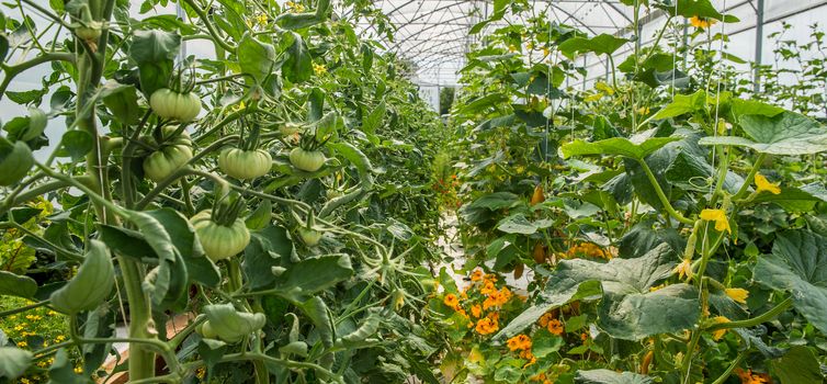 Vegetables Plants Growing In A Greenhouse Witch Made From Metal Profile