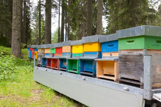 Number of hives in a row, bee keeping, farming, honey, rural life