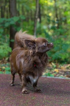 Little dog lying on the grass in the park, nature, autumn