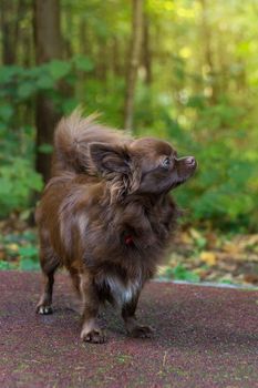 Little dog lying on the grass in the park, nature, autumn