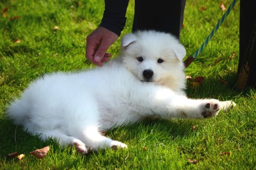 A boy is playing with a cute pet dog, a white Japanese spitz puppy, on the street on a sunny day