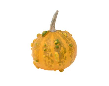 Small round warty ornamental gourd, orange with green markings, isolated on a white background