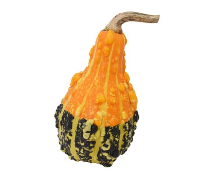 Pear-shaped orange and green ornamental gourd with large warty lumps and bold stripes, isolated on a white background