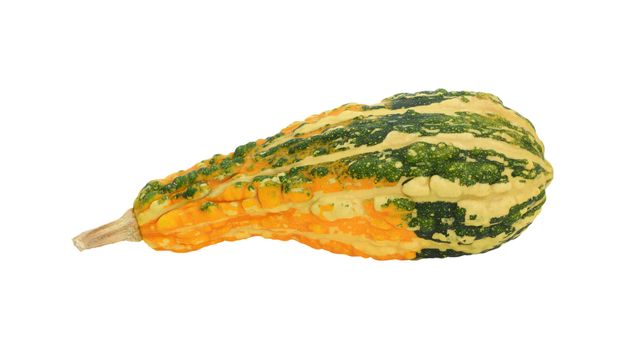 Green warty ornamental gourd with orange patch, isolated on a white background