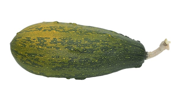 Large marrow-shaped warty ornamental gourd, deep green ripening to orange, isolated on a white background