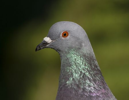 Rock dove or pigeon, columba livia, portrait