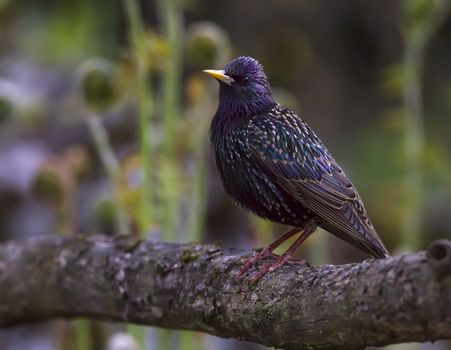 European or common starling, sturnus vulgaris, perched on a branch