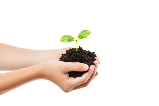 New life concept - human hand holding small green plant sprout leaf growth at dirt soil heap white isolated