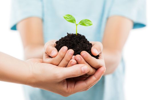 New life concept - parent and child hands holding small green plant sprout leaf growth at dirt soil heap white isolated