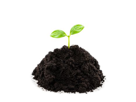 New life concept - small green plant sprout leaf growth at dirt soil heap white isolated