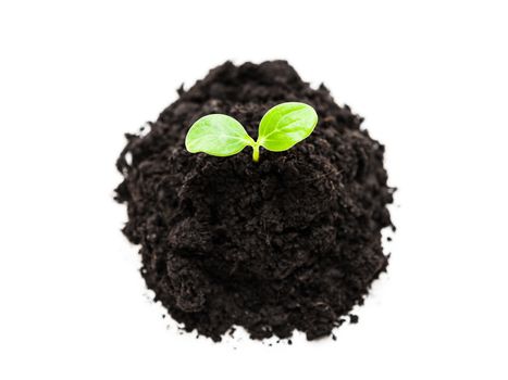 New life concept - small green plant sprout leaf growth at dirt soil heap white isolated