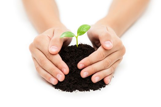 New life concept - human hand holding small green plant sprout leaf growth at dirt soil heap white isolated