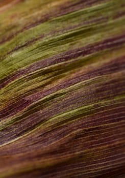 Abstract macro background of maize leaf with purple and green streaks. Fall colours from dying foliage.