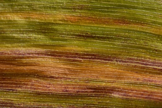 Autumnal sweetcorn foliage with green, orange and red stripes as an abstract macro background