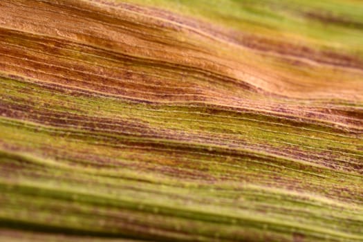 Abstract macro of maize foliage with autumn colours of orange, red and green forming a textured background