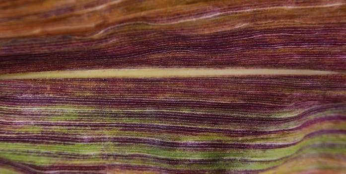 Deep purple and green stripes on a sweetcorn leaf dying off in fall, abstract macro background