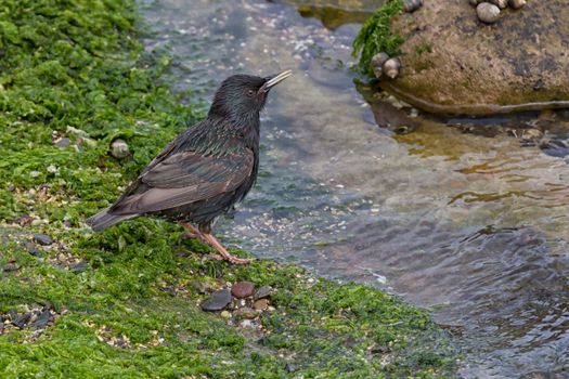 A starling taking a drink on the sea shore with water, rocks and seaweed