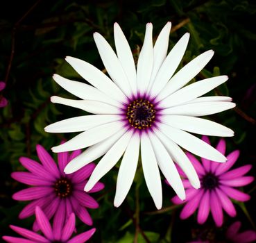 One Big Beauty White and Some Pink Garden Daisy Flowers on Blurred Flower and Leafs background Outdoors