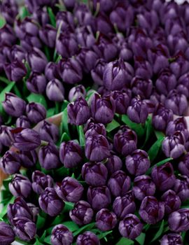 Beauty Dark Violet Tulip Buds closeup as Background Outdoors. Focus on Foreground