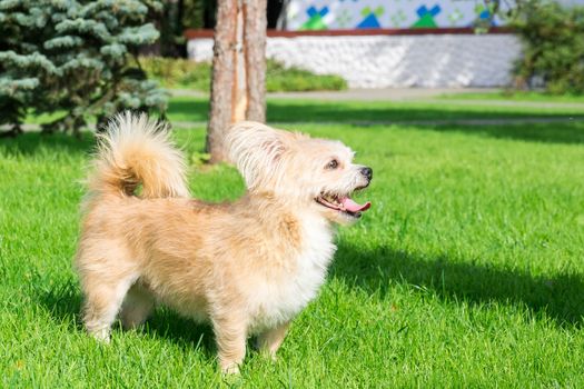 Little dog lying on the grass in the park, nature, autumn