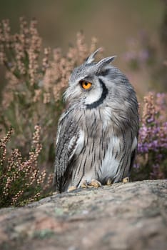 A close up full length portrait of a white faced scops owl standing on a rock and looking to the left in upright format