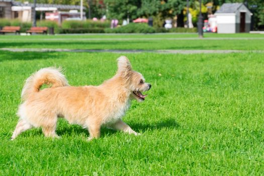 Little dog lying on the grass in the park, nature, autumn