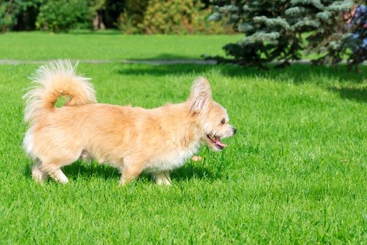 Little dog lying on the grass in the park, nature, autumn