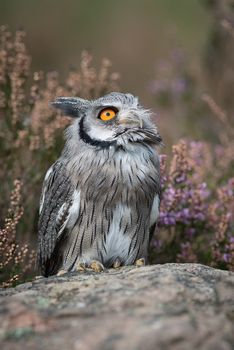 A close up full length portrait of a white faced scops owl standing on a rock and looking to the sky in upright format