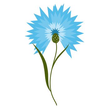 Blue flower cornflower isolated on white background. Cartoon centaurea cyanus