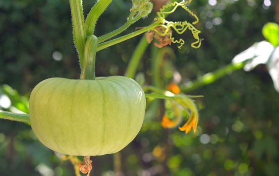 Details of unripe pumpkin in garden