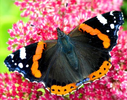 Close-up of beautiful red admiral butterfly on a pink summer flower in summer.