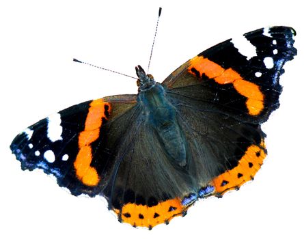 Close-up of beautiful red admiral butterfly on white background.