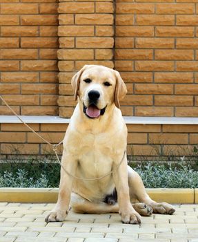a little yellow labrador puppy sitting in the park