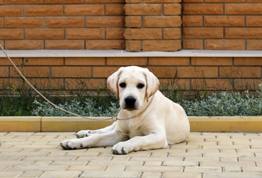 little yellow labrador puppy sitting in the park